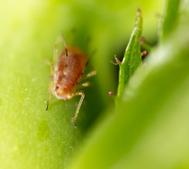 small aphid on a green leaf in the open air