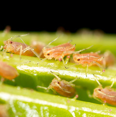 small aphid on a green leaf in the open air