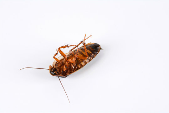 Big dead cockroach on white background