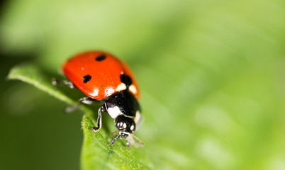 Ladybird on a green leaf in nature