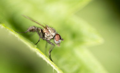 Portrait of a fly on a green leaf in nature
