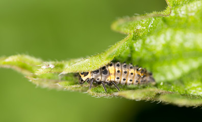 Caterpillar on the green leaf in the park