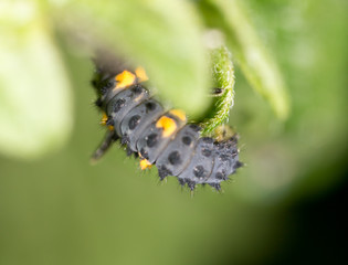 Caterpillar on the green leaf in the park