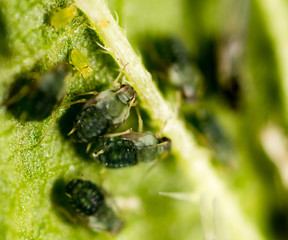small aphid on a green leaf in the open air