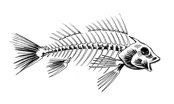 Fish skeleton. Ink black and white illustration.