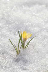 Fototapeta na wymiar Crocuses yellow bloom against the background of white snow. View of the spring garden.