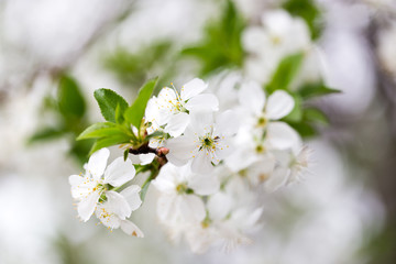 Beautiful flowers on a tree in the nature