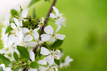 Beautiful flowers on a tree in the nature