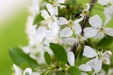 Beautiful flowers on a tree in the nature