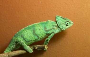 Хамелеон, самка