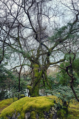 Beautiful big tree and green moss on the ground in the park