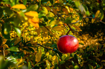Pomegranate fruit growing on a branch