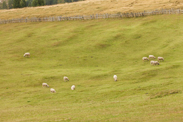 Fototapeta premium flock of 
