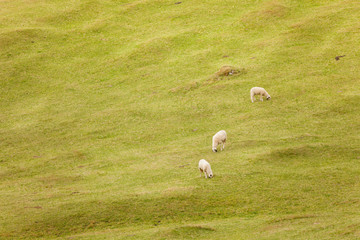 Fototapeta premium flock of 