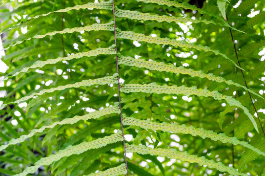 Fern green leaf and spore close up.