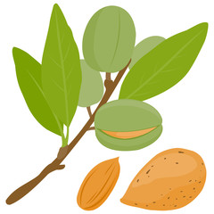 Almond tree branch with fruits and nuts. Vector illustration