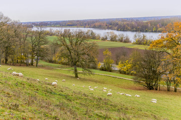 sheep near Danube river