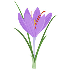 Saffron crocus flower. Vector illustration