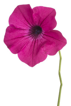 Petunia Flower Isolated