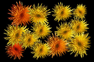 Yellow orange flower heads (asters) isolated on a black background