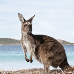 kangaroo australia 