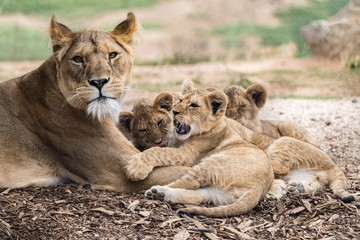 Lion cubs 
