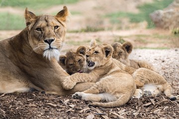 Fototapeta na wymiar Lion cubs 