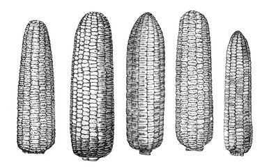 Illustration of vegetables. Corn
