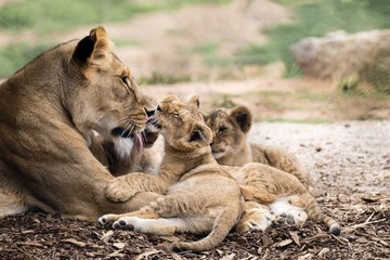 Lion cubs