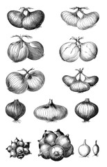 Illustration of vegetables. Onion