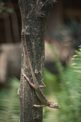 Green Lizard on a tree