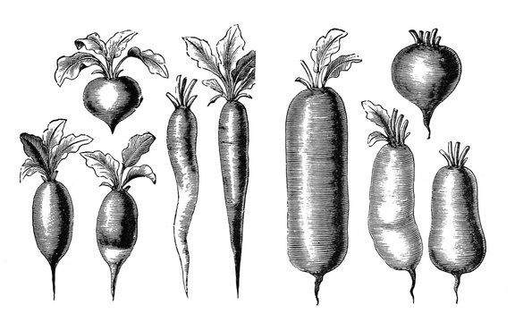 Illustration of vegetables. Radishes