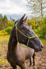 Obraz premium big black horse next to camera