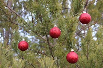 New Year in the forest