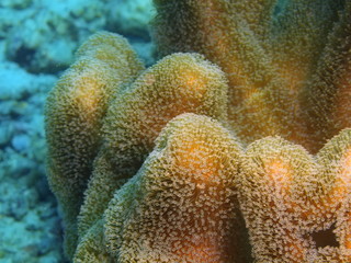 Soft coral