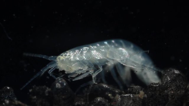 Closeup of a colorless, translucent groundwater amphipod