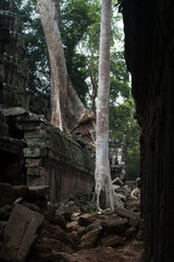 Fototapeta na wymiar Big tree in ancient Angkor 
