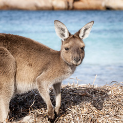 kangaroo australia 