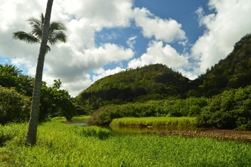 Fototapeta na wymiar Jungle Along A Great Mountain. Oahu, Hawaii, USA, EEUU.