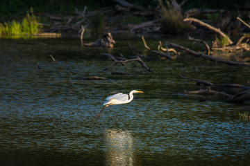 Wildlife photo White heron flying over lake in Marcheg, Austria, Europe