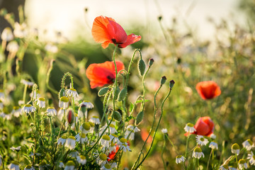 Obraz premium Poppy seed in the field at sunrise, Poland