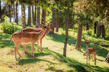 Naklejka na ściany i meble Beautiful deers in forest at sunny day, Poland, Europe