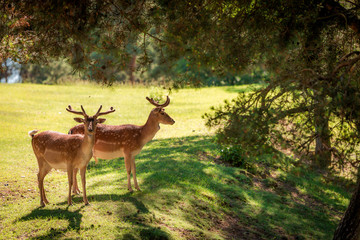 Fototapeta premium Wonderful deers in forest at sunny day, Poland, Europe