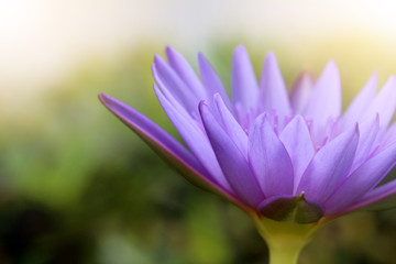 Beautiful purple lotus flowers,The top view of pink flower or lotus flower using as background and wallpaper.