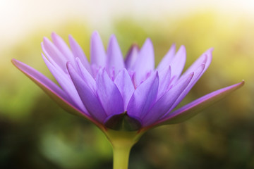 Beautiful purple lotus flowers,The top view of pink flower or lotus flower using as background and wallpaper.