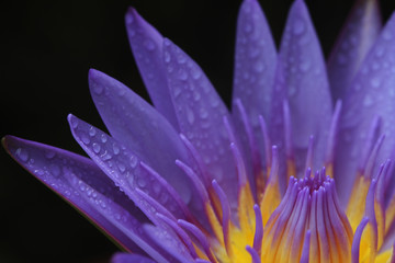 Fototapeta premium Beautiful purple lotus flowers,The top view of pink flower or lotus flower using as background and wallpaper.