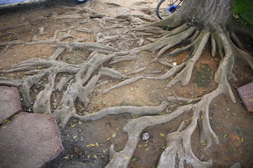 The roots of a tropical tree going out of the ground in a pattern