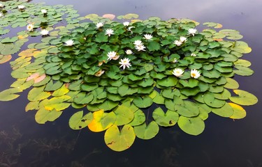 White water lilies in a pond in china