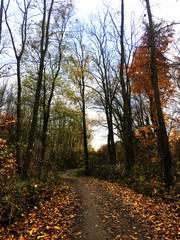 Winding narrow street with fall autumn leave on it in the daylight