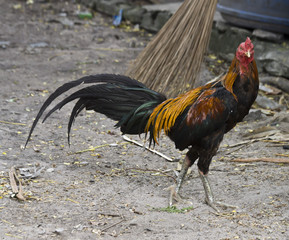 Cock. A beautiful cock with black-red plumage.